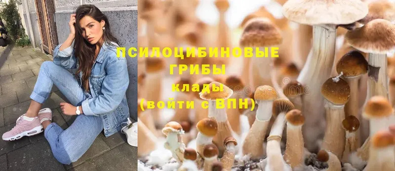 сколько стоит  Агидель  Псилоцибиновые грибы Cubensis 